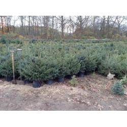 kerstbomen