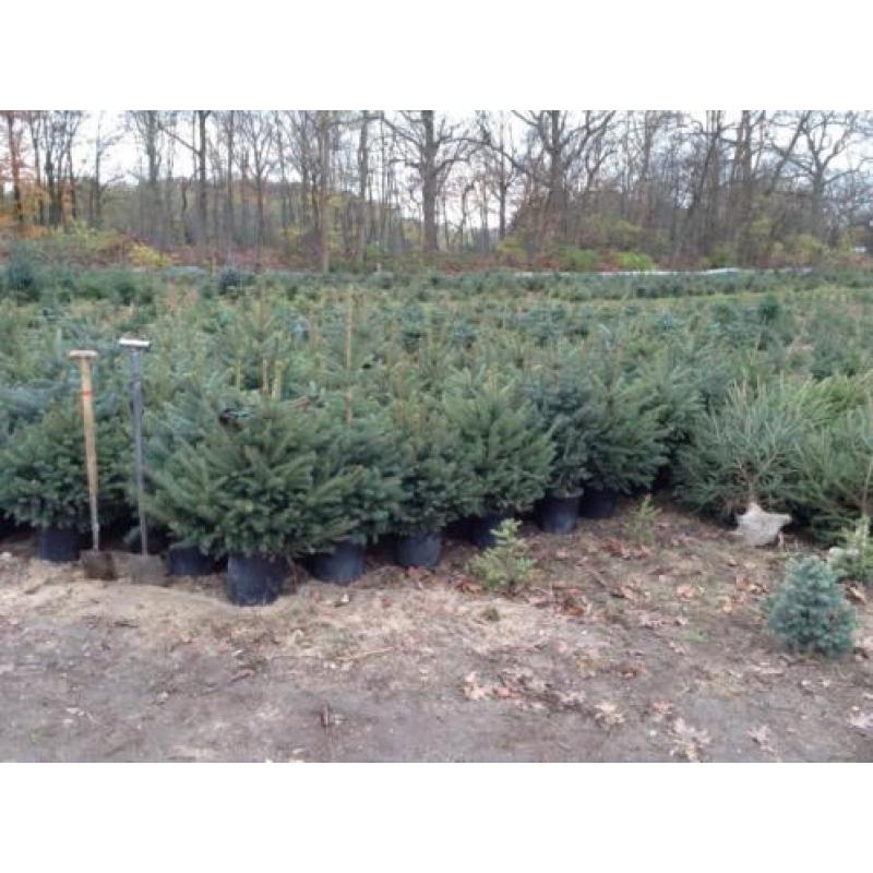 kerstbomen
