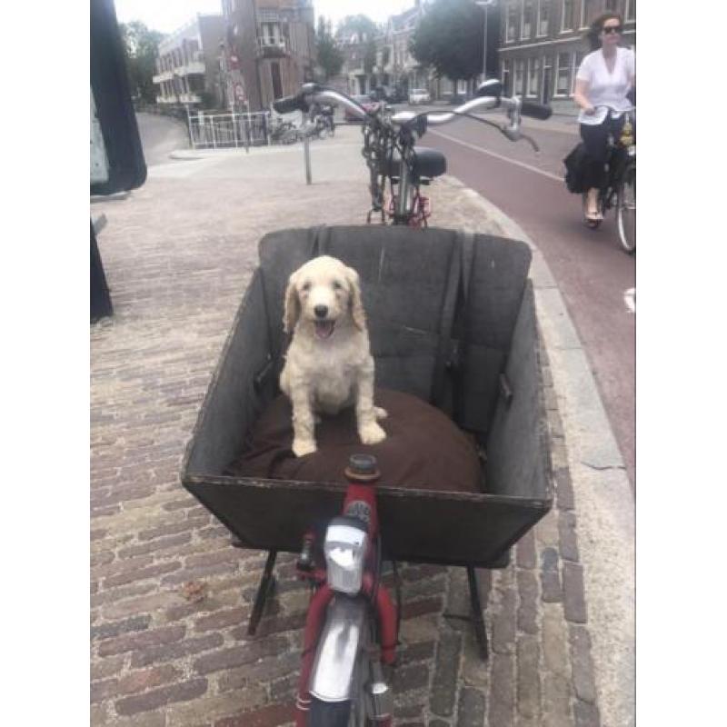 Bakfiets